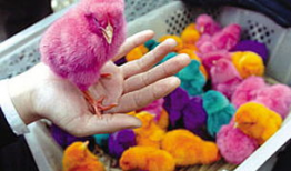 小鸡视频,趣味横生的萌宠日常